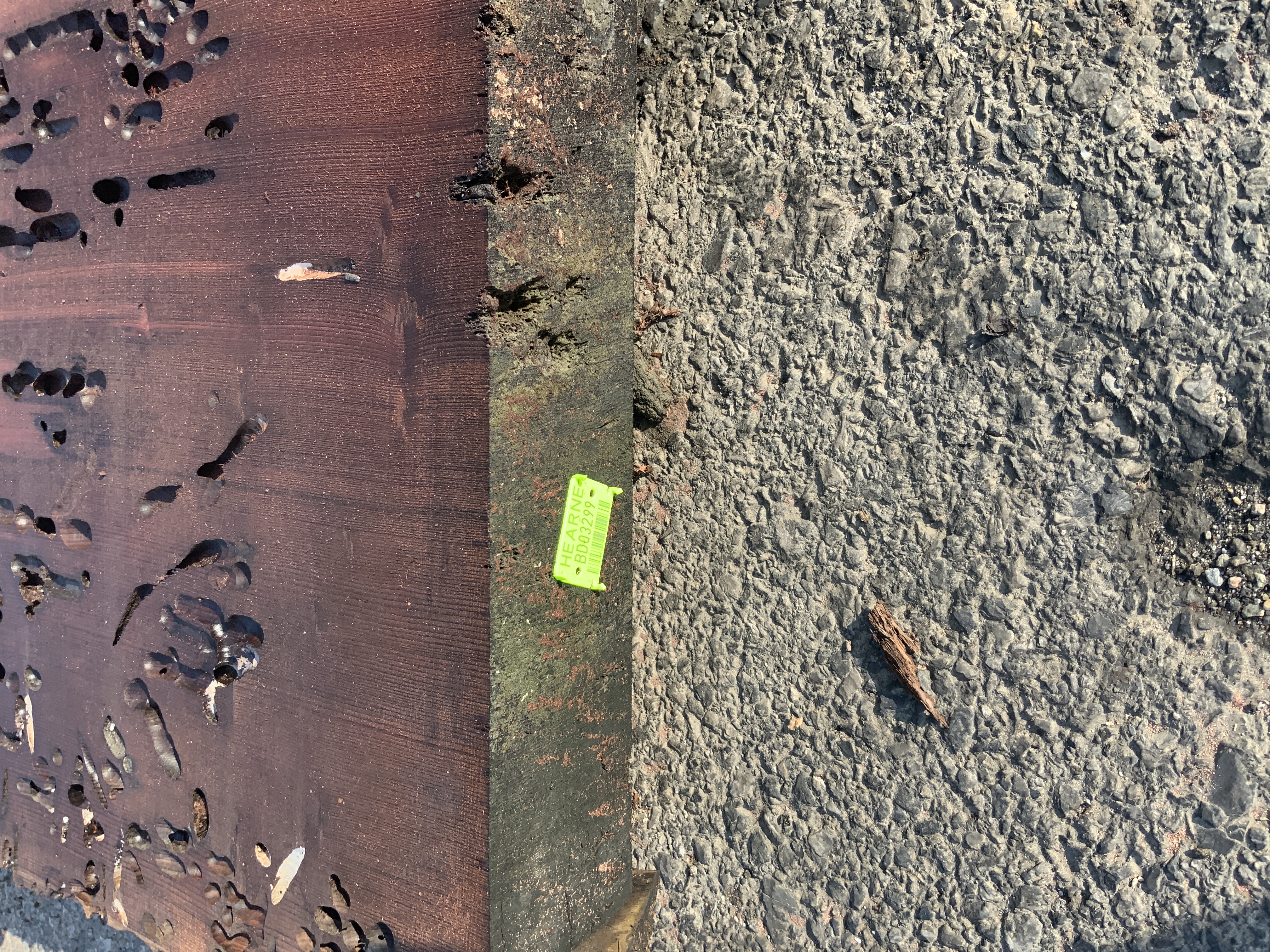 Redwood (Sinker) Board BD03299