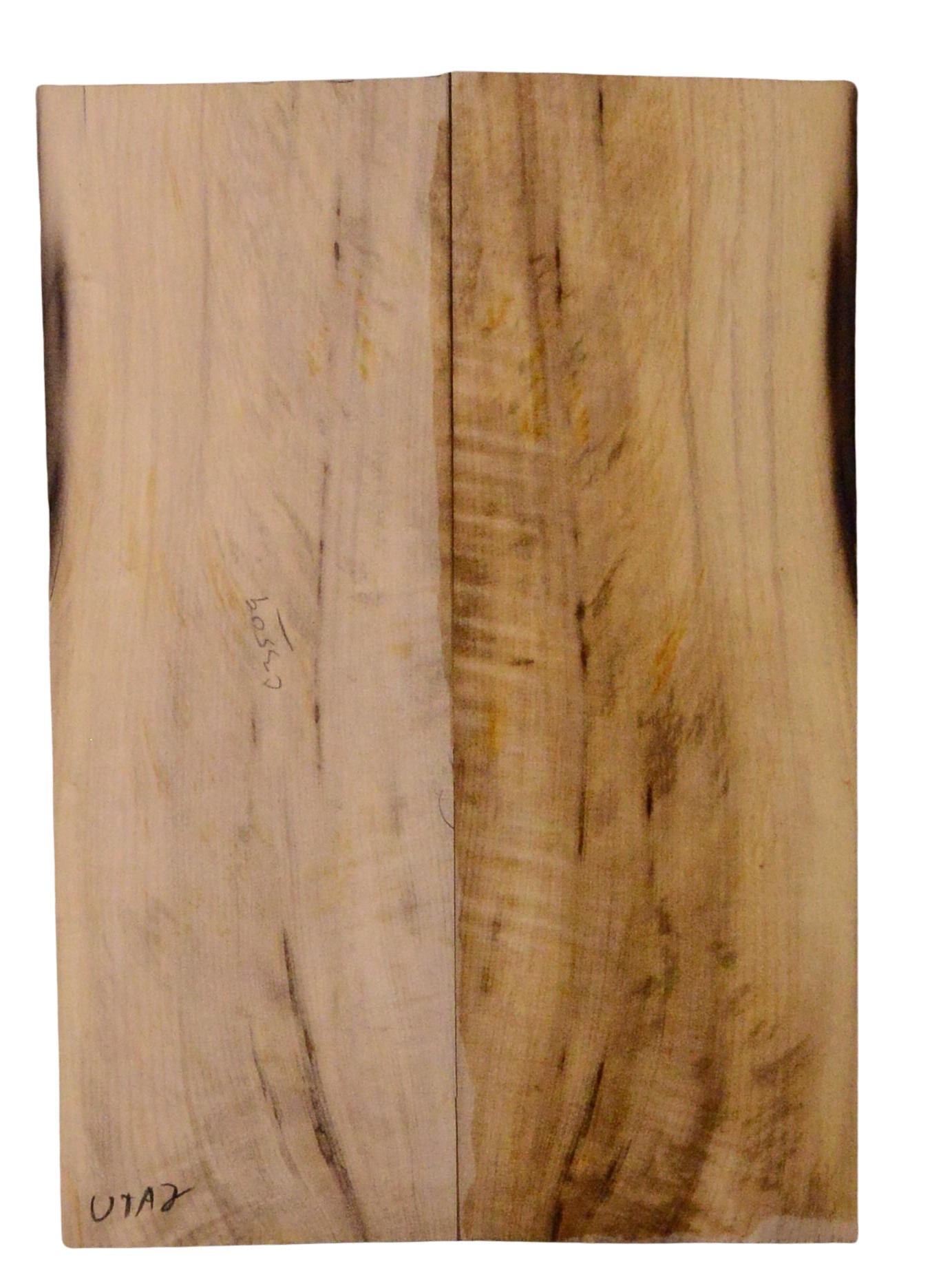 Myrtle (American) UkeBack2pcATC L18938.G.184