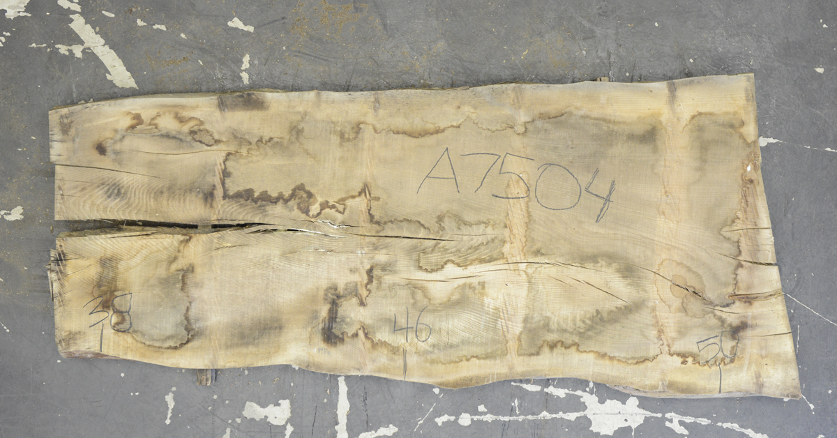 Elm (English Wych) Board BA7504