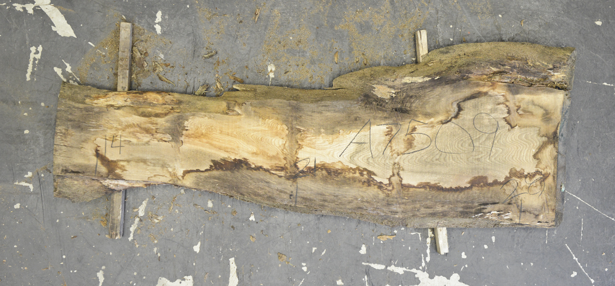 Elm (English Wych) Board BA7509