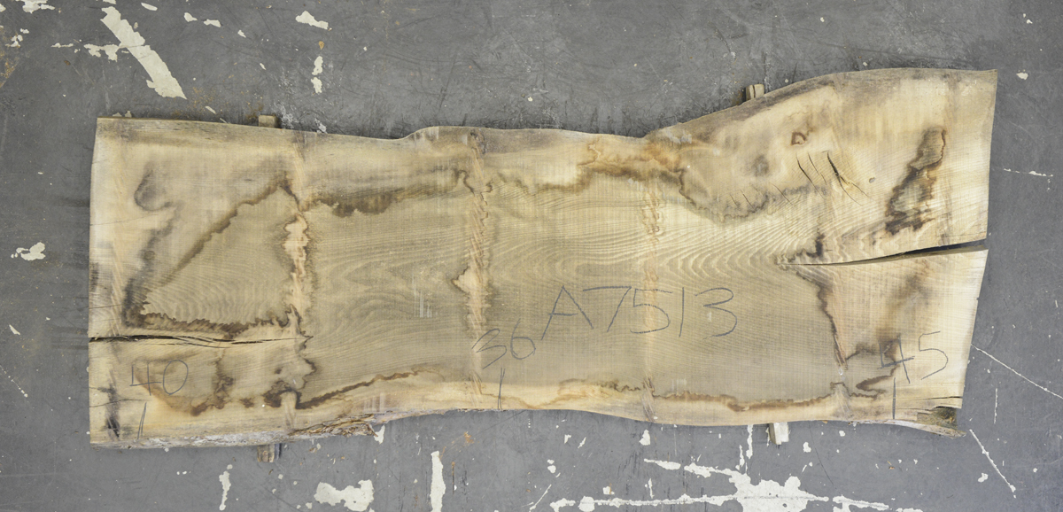 Elm (English Wych) Board BA7513
