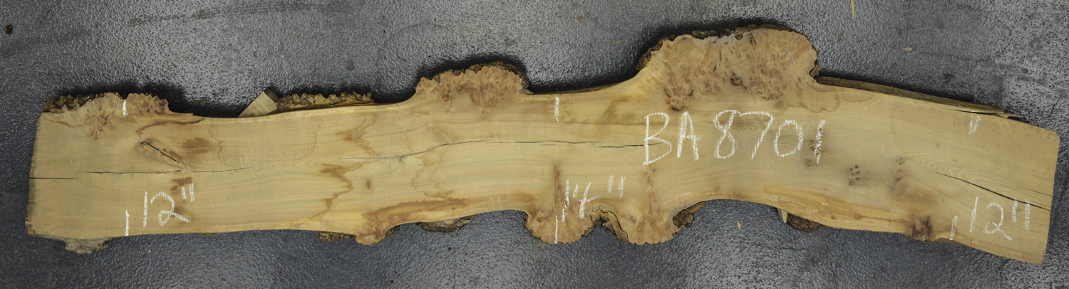 Elm (English Wych) Board BA8701