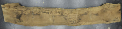 Myrtle (American) Board BD02465