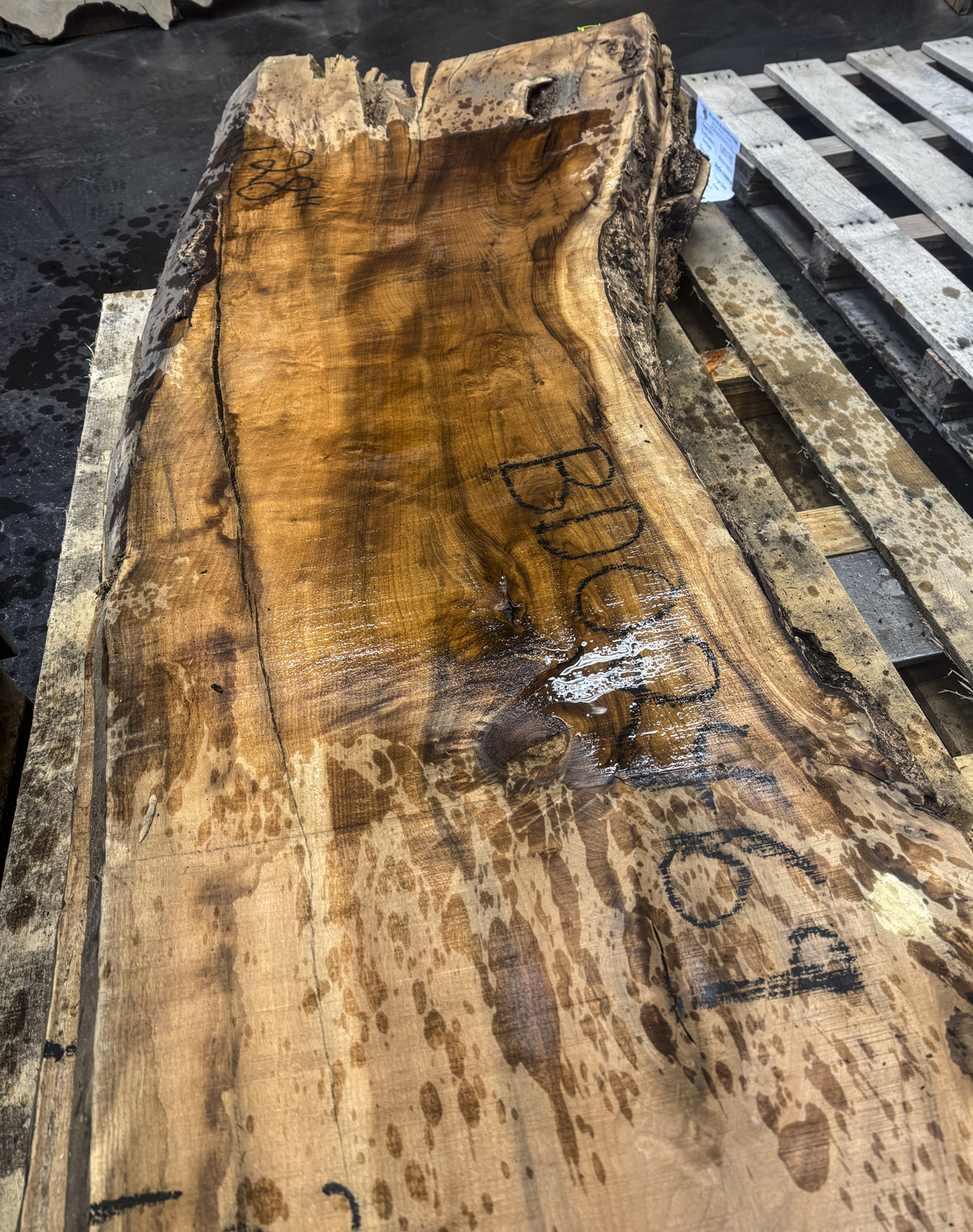 Myrtle (American) Board BD02469